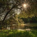 a body of water with trees around it